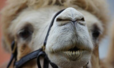 Detailed close-up portrait of a Bactrian camel, focusing on its face and distinctive features.