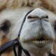 Detailed close-up portrait of a Bactrian camel, focusing on its face and distinctive features.