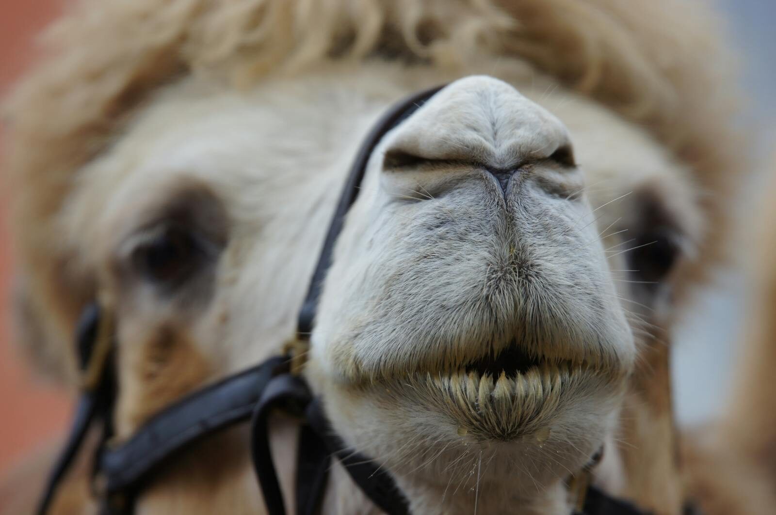 Detailed close-up portrait of a Bactrian camel, focusing on its face and distinctive features.