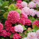 Stunning pink hydrangeas in a garden setting, showcasing nature's vibrant palette.