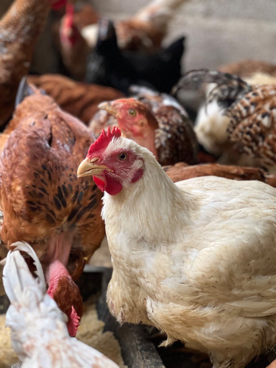 A lively flock of free-range chickens in a coop, showcasing various breeds and colors.