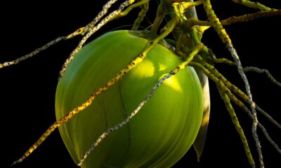 Detailed shot of a green coconut hanging from a palm tree against a black background.