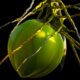 Detailed shot of a green coconut hanging from a palm tree against a black background.