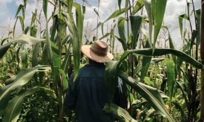 woman in blue long sleeve shirt wearing brown hat standing in corn field during daytime