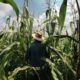 woman in blue long sleeve shirt wearing brown hat standing in corn field during daytime