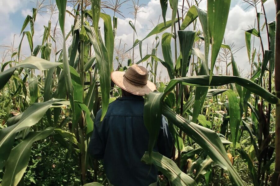 woman in blue long sleeve shirt wearing brown hat standing in corn field during daytime