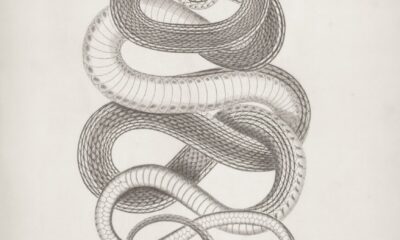 A coiled snake on a white background