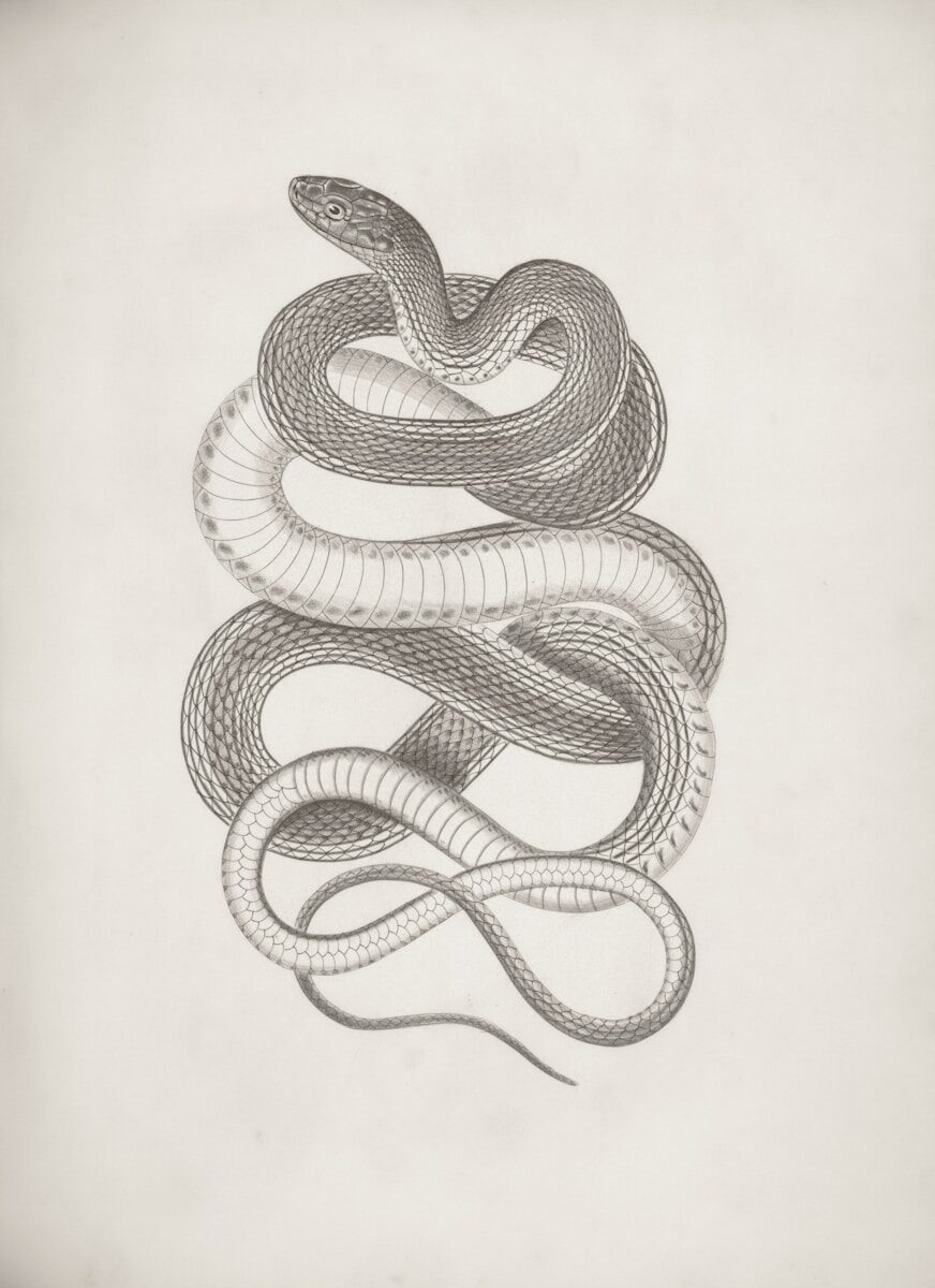 A coiled snake on a white background