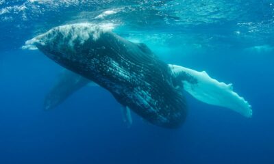 A stunning underwater photograph of a humpback whale swimming gracefully in the deep blue ocean.