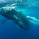 A stunning underwater photograph of a humpback whale swimming gracefully in the deep blue ocean.