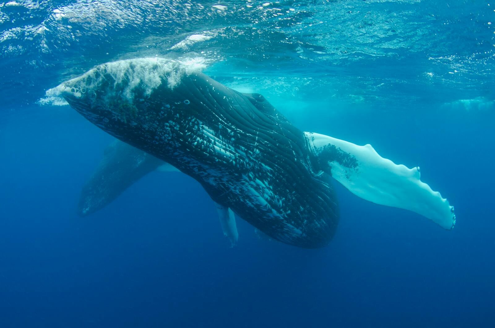A stunning underwater photograph of a humpback whale swimming gracefully in the deep blue ocean.