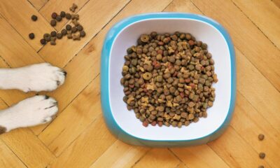 A dog's paws beside a kibble-filled bowl on a wooden floor, shot from above.