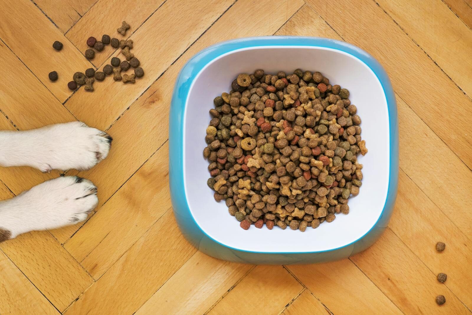 A dog's paws beside a kibble-filled bowl on a wooden floor, shot from above.