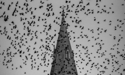 grayscale photo of cathedral under birds