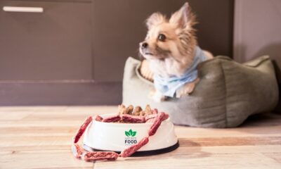 a dog sitting on a couch with a cake in front of it