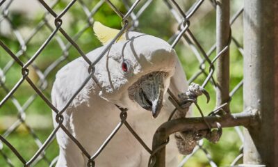 cockatoo, grid, bird, locked, zoo, scream, papage, captivity, cage, freedom, white cockatoo, to speak, beak, talk