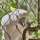cockatoo, grid, bird, locked, zoo, scream, papage, captivity, cage, freedom, white cockatoo, to speak, beak, talk