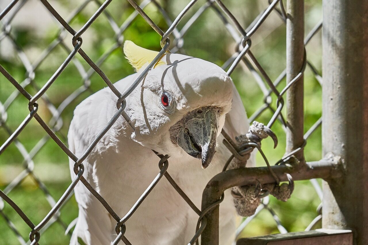 cockatoo, grid, bird, locked, zoo, scream, papage, captivity, cage, freedom, white cockatoo, to speak, beak, talk