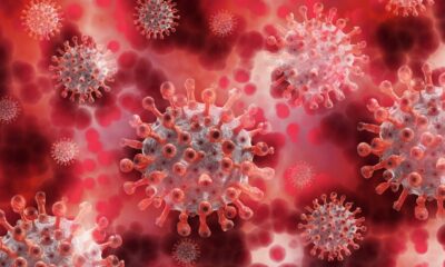 coronavirus, virus, plasma, blood plasma, covid-19, infection, pathogens