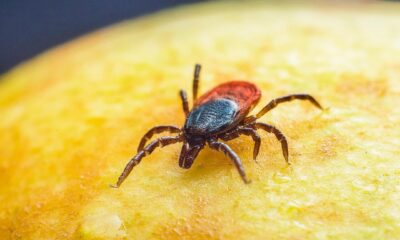 sheep tick, castor bean tick, taiga tick wood tick, desktop backgrounds, 4k wallpaper 1920x1080, insect, hd wallpaper, animal, disease, full hd wallpaper, nature, macro, 4k wallpaper, mac wallpaper, background, illness, free wallpaper, laptop wallpaper, floral background, tallinn, estonia, wallpaper 4k, park, wallpaper hd, forest, cool backgrounds, free background, windows wallpaper, grass, plant, beautiful wallpaper, close up