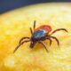 sheep tick, castor bean tick, taiga tick wood tick, desktop backgrounds, 4k wallpaper 1920x1080, insect, hd wallpaper, animal, disease, full hd wallpaper, nature, macro, 4k wallpaper, mac wallpaper, background, illness, free wallpaper, laptop wallpaper, floral background, tallinn, estonia, wallpaper 4k, park, wallpaper hd, forest, cool backgrounds, free background, windows wallpaper, grass, plant, beautiful wallpaper, close up