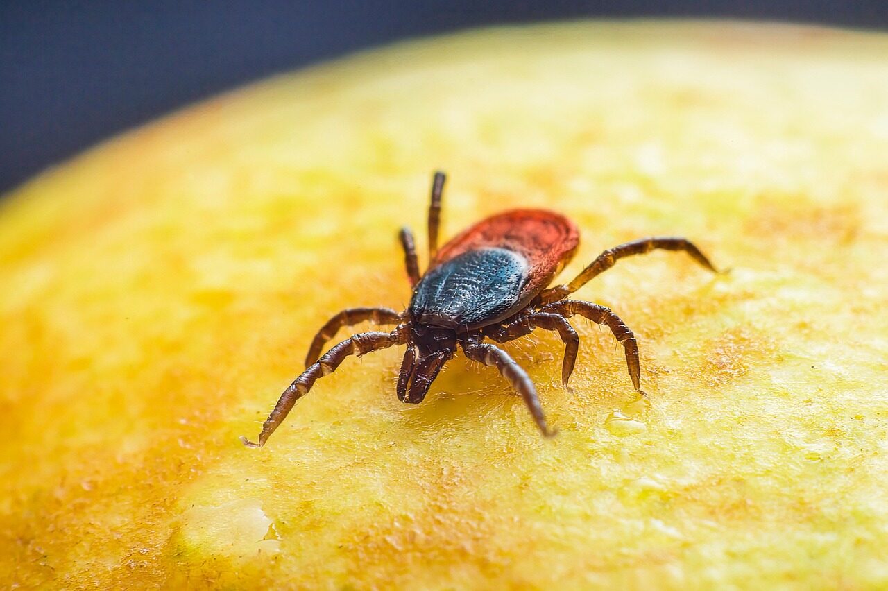 sheep tick, castor bean tick, taiga tick wood tick, desktop backgrounds, 4k wallpaper 1920x1080, insect, hd wallpaper, animal, disease, full hd wallpaper, nature, macro, 4k wallpaper, mac wallpaper, background, illness, free wallpaper, laptop wallpaper, floral background, tallinn, estonia, wallpaper 4k, park, wallpaper hd, forest, cool backgrounds, free background, windows wallpaper, grass, plant, beautiful wallpaper, close up