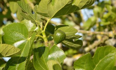 fig, tree fig tree, green fruit, fruit tree, green leaves, fruit, nature, fig tree, spring, garden, fig, fig tree, fig tree, fig tree, fig tree, fig tree