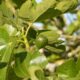fig, tree fig tree, green fruit, fruit tree, green leaves, fruit, nature, fig tree, spring, garden, fig, fig tree, fig tree, fig tree, fig tree, fig tree