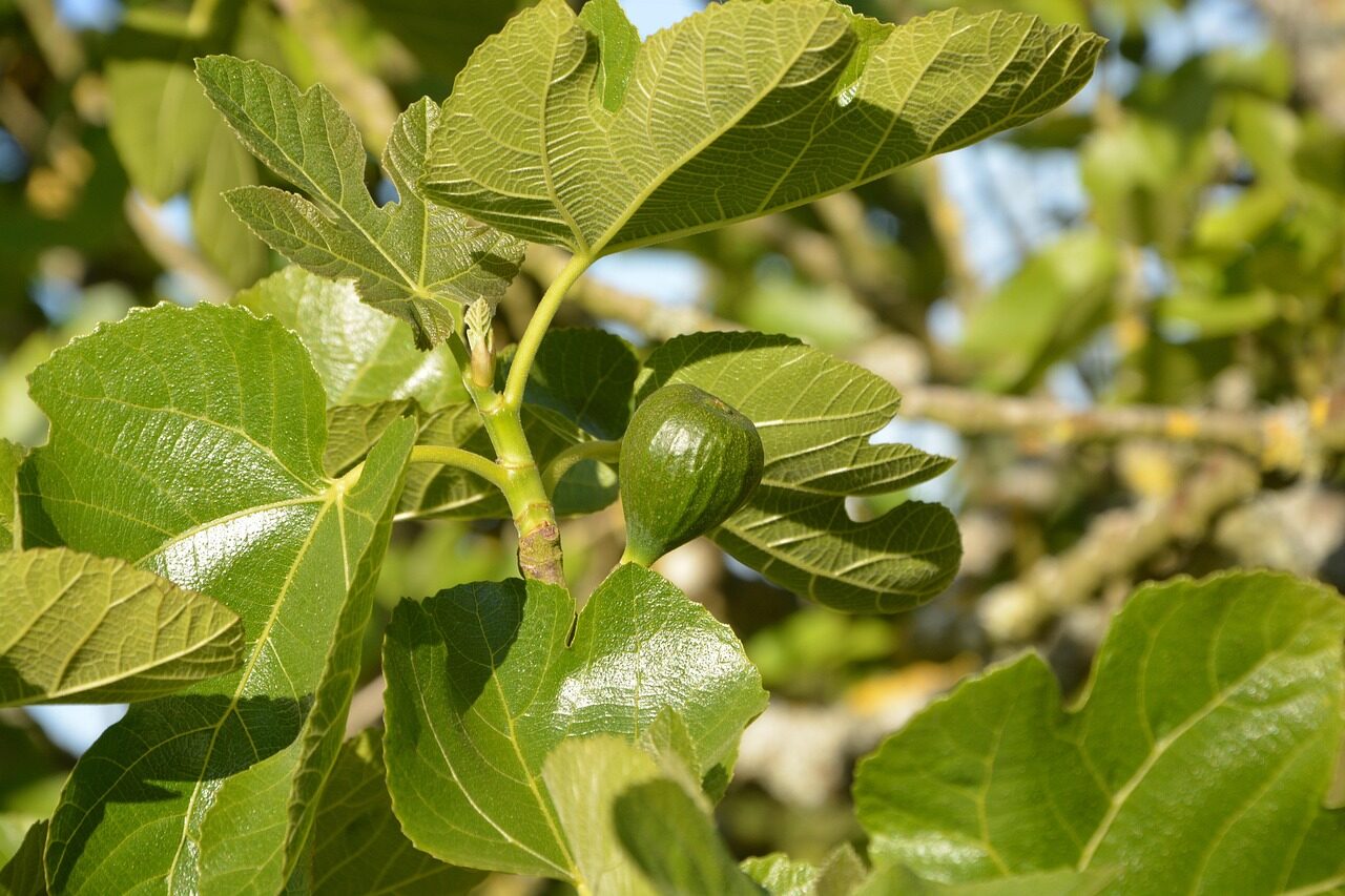 fig, tree fig tree, green fruit, fruit tree, green leaves, fruit, nature, fig tree, spring, garden, fig, fig tree, fig tree, fig tree, fig tree, fig tree