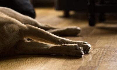 dog, light, animal, well-behaved, fur, friend, lying, domestic animal, four-legged, furry, the shade, lies, amitava saha, ill, dead, motionless, calm, sleep, hybrid, cute, apartment, relax, relaxation, sweet, fond of animals, nature, mammal, weary, pet, dreams, rest