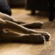 dog, light, animal, well-behaved, fur, friend, lying, domestic animal, four-legged, furry, the shade, lies, amitava saha, ill, dead, motionless, calm, sleep, hybrid, cute, apartment, relax, relaxation, sweet, fond of animals, nature, mammal, weary, pet, dreams, rest