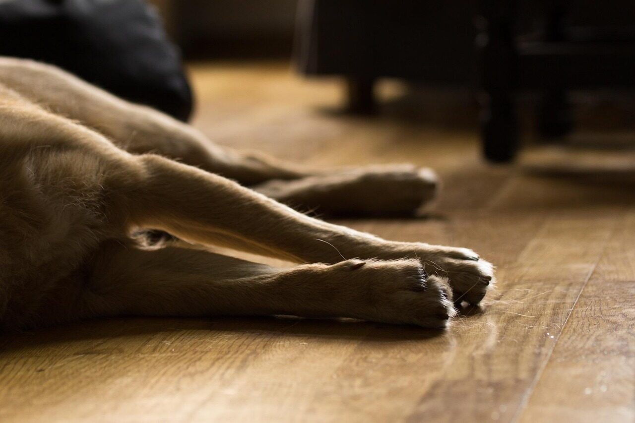 dog, light, animal, well-behaved, fur, friend, lying, domestic animal, four-legged, furry, the shade, lies, amitava saha, ill, dead, motionless, calm, sleep, hybrid, cute, apartment, relax, relaxation, sweet, fond of animals, nature, mammal, weary, pet, dreams, rest