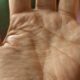 palm, life line, hand, palm reading, human, feel, skin color, palm plate, palm reading, palm reading, palm reading, palm reading, palm reading