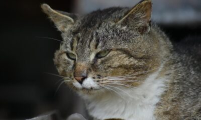 A serene tabby cat lounging, captured in a close-up portrait with soft lighting.