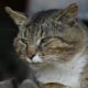 A serene tabby cat lounging, captured in a close-up portrait with soft lighting.