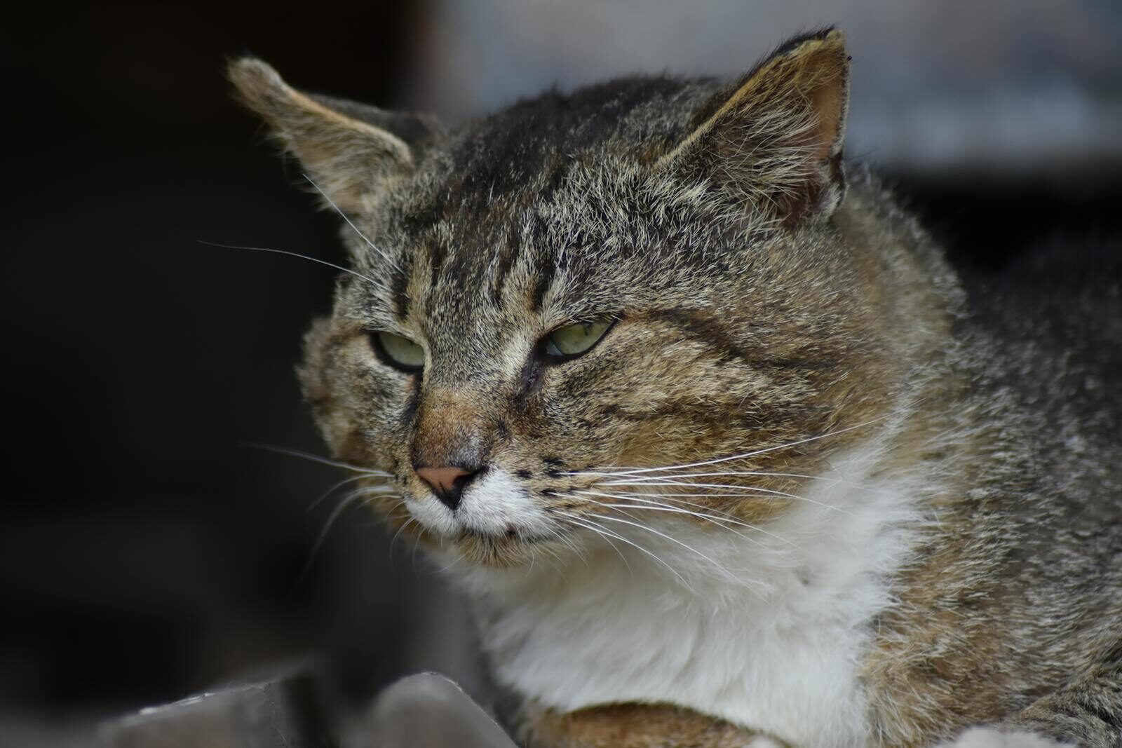 A serene tabby cat lounging, captured in a close-up portrait with soft lighting.