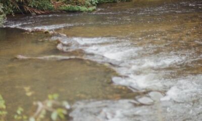 A tranquil river flows gently beside lush green vegetation, creating a serene landscape.