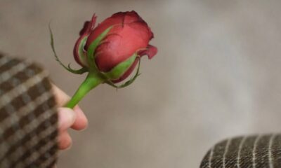 A close-up of a hand holding a single red rosebud indoors, perfect for romance themes.