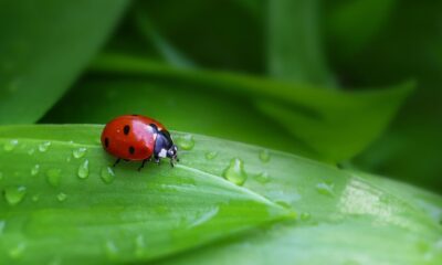 ladybug, beetle, insect, nature, blade, leaf
