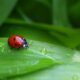 ladybug, beetle, insect, nature, blade, leaf