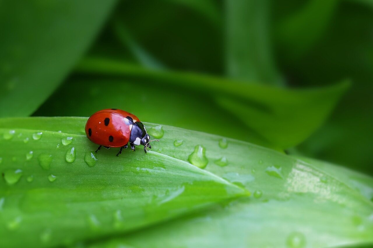 ladybug, beetle, insect, nature, blade, leaf