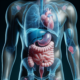 human, body, anatomy, stomach, liver, intestines, biology, medical