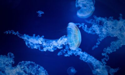 jellyfish, sea, water, nature, aquarium, marine, species