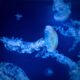 jellyfish, sea, water, nature, aquarium, marine, species