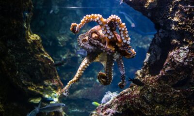 Vibrant octopus swims gracefully in Barcelona aquarium, showcasing marine life.