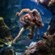 Vibrant octopus swims gracefully in Barcelona aquarium, showcasing marine life.