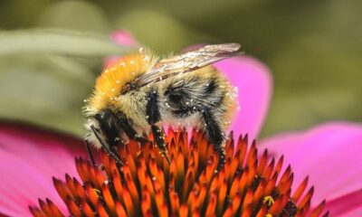 bee, flower, cone, flower background, macro, flower wallpaper, pollination, nature, close-up, summer, pink, insect, natural, wing, honeybee, wild, bugs, diversity, beautiful flowers, ecosystem, colors, green, blurred background