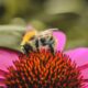 bee, flower, cone, flower background, macro, flower wallpaper, pollination, nature, close-up, summer, pink, insect, natural, wing, honeybee, wild, bugs, diversity, beautiful flowers, ecosystem, colors, green, blurred background