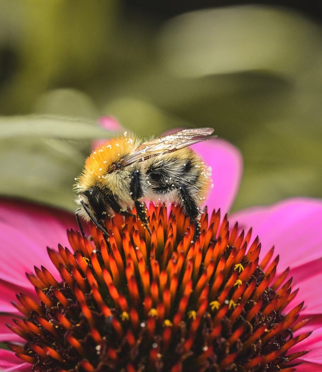 bee, flower, cone, flower background, macro, flower wallpaper, pollination, nature, close-up, summer, pink, insect, natural, wing, honeybee, wild, bugs, diversity, beautiful flowers, ecosystem, colors, green, blurred background