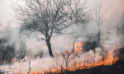 Ekstremne klimatske prilike ubrzavaju šumske požare u Kanadi i SAD – ekstremi klime u Kanadi i SAD
